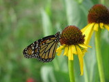 Monarch on Echinacea paradoxa
