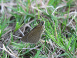 Swarthy skipper