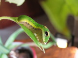 Spicebush Swallowtail, last instar