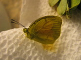 Dainty Sulphur, freshly eclosed