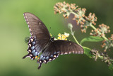 Female Eastern Tiger Swallowtail