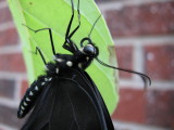 Closeup of Freshly Eclosed Spicebush Swallowtail