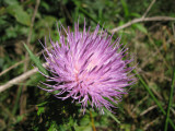 Thistle blossom