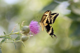 Giant Swallowtail