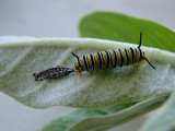 Monarch caterpillar recently molted