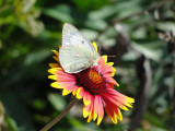 Orange Sulphur