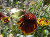 Backlit Orange Sulphur