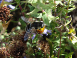 Bee on Aster