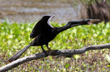 Anhinga