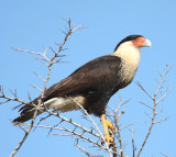 Crested Caracara