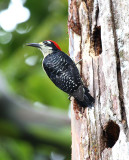 Black-cheeked Woodpecker