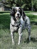 dsc08897 brush oil sample English Setter.jpg