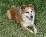 dsc08902 sample brush oil pound dog.jpg