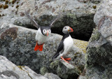 Atlantic Puffin