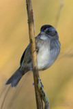 Marsh Sparrow