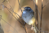 Marsh Wren