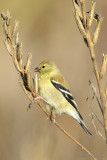 American Goldfinch