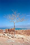 lone tree on the top of Metsada