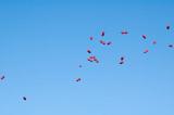 Helium baloons flying over head