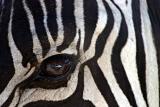 Zebras eye