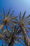 A palm tree Phoenix dactylifera plantation with ripe dates,