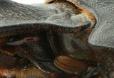 Dung Beetle Eye