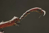 Female Stag Beetles Rear Foot