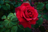 Dew dappled rose 