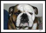 Oliver the Bulldog