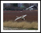 Snow goose landing