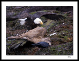 Eagle, raven and deer