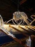 Skeleton of minke whale calf, Husavik Whale Centre.