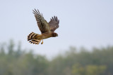 Northern Harrier