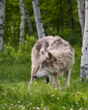 wolf_web_8807  .jpg