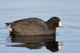 American Coot