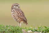 Burrowing Owl