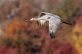 Autumn Flight