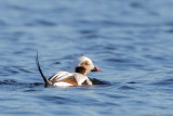 Long-tailed duck