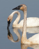 Trumpeter Swan