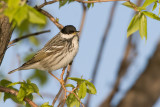 Blackpoll Warbler