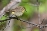 Palm Warbler