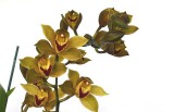 orchids_Img_0070_smaller.jpg