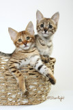 Gattobello kittens (Savannah)