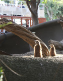 San Diego Zoo, Feb2010