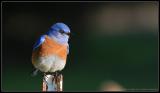 western bluebird