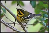 Townsends Warbler