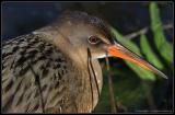 clapper rail