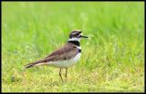 killdeer