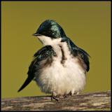 tree swallow