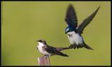 barn swallows